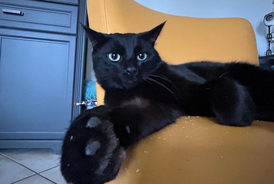 Vermisstmeldung Katze Männliche , 2 jahre Épinal Frankreich Vermisstmeldung Katze Männliche , 2 jahre Épinal Frankreich