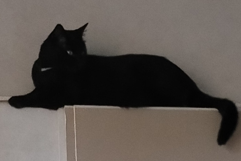 Disappearance alert Cat Male , 4 years Épinal France
