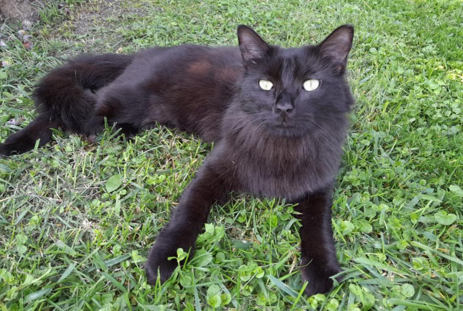 Discovery alert Cat Unknown Hadigny-les-Verrières France