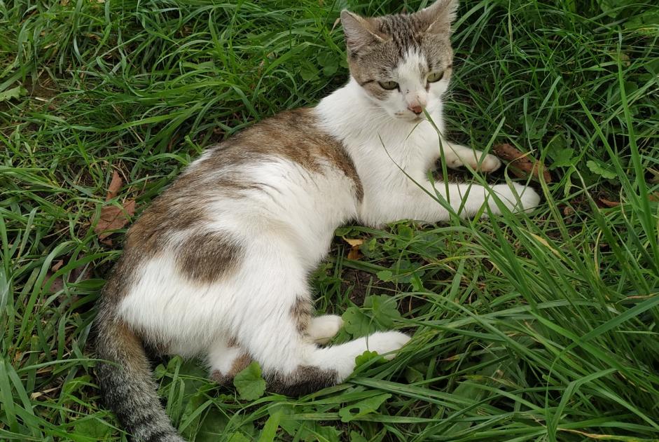 Discovery alert Cat  Female Portieux France
