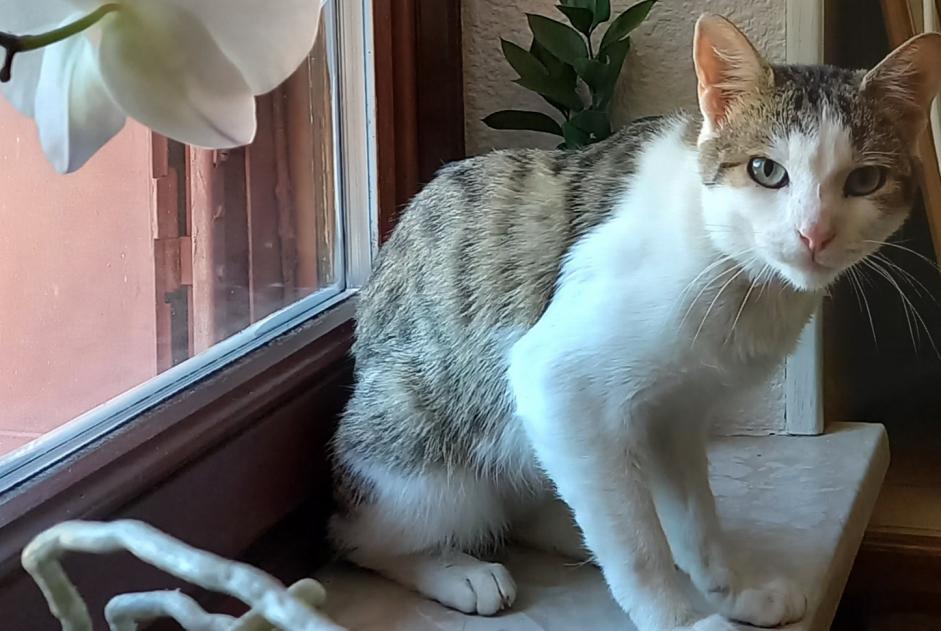 Discovery alert Cat  Male Bussang France
