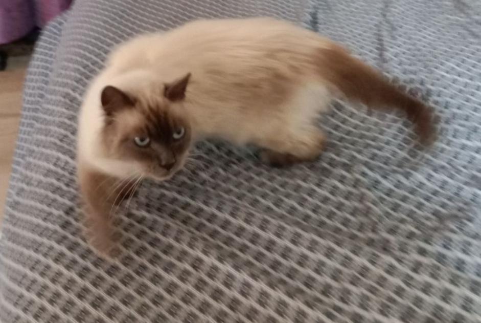 Disappearance alert Cat  Male , 5 years Vaudoncourt France