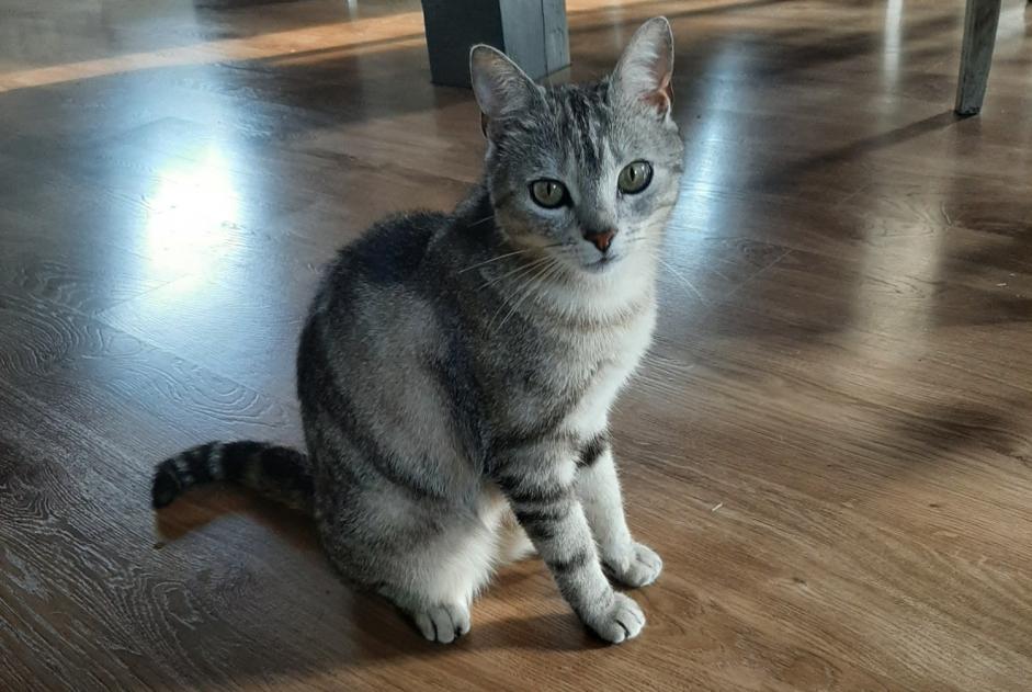 Disappearance alert Cat Female , 4 years Liézey France Disappearance alert Cat Female , 4 years Liézey France