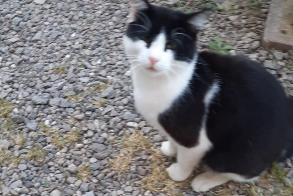 Alerta de Hallazgo Gato cruce  Macho Le Thillot Francia