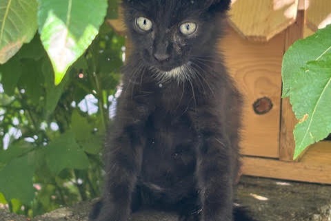 Alerta de Hallazgo Gato Macho Pouxeux Francia Alerta de Hallazgo Gato Macho Pouxeux Francia