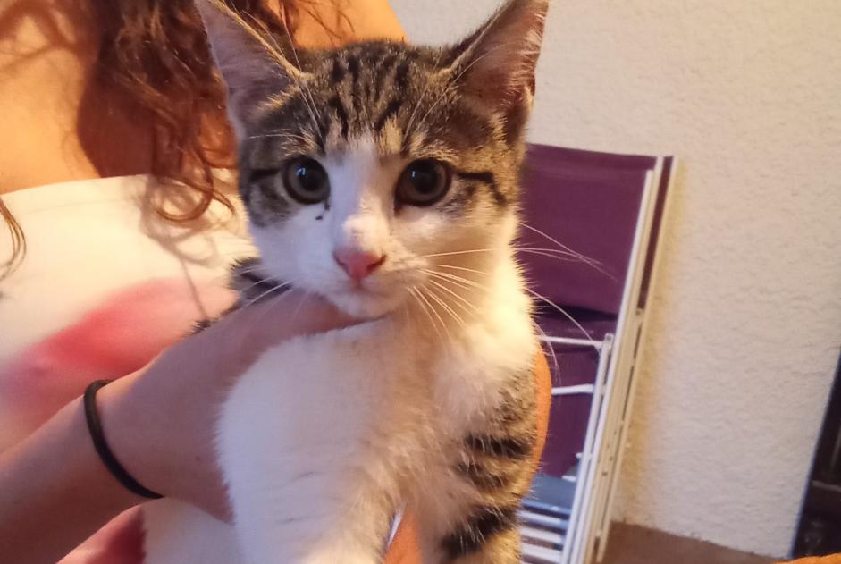 Alerta de Hallazgo Gato Hembra Jeanménil Francia