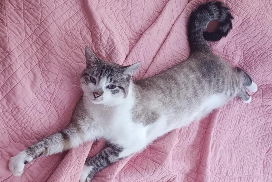 Alerte Disparition Chat croisement  Mâle , 2 ans Remiremont France