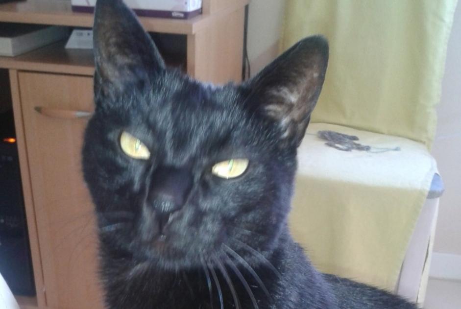 Alerte Disparition Chat Mâle , 17 ans Chavelot France