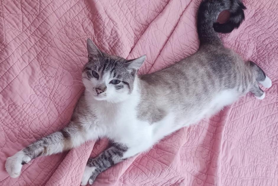 Alerte Disparition Chat croisement Mâle , 2 ans Remiremont France Alerte Disparition Chat croisement Mâle , 2 ans Remiremont France