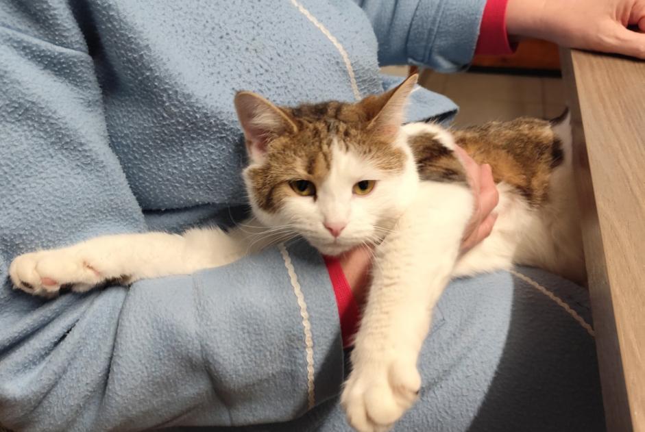 Alerte Disparition Chat  Femelle , 2 ans Mirecourt France