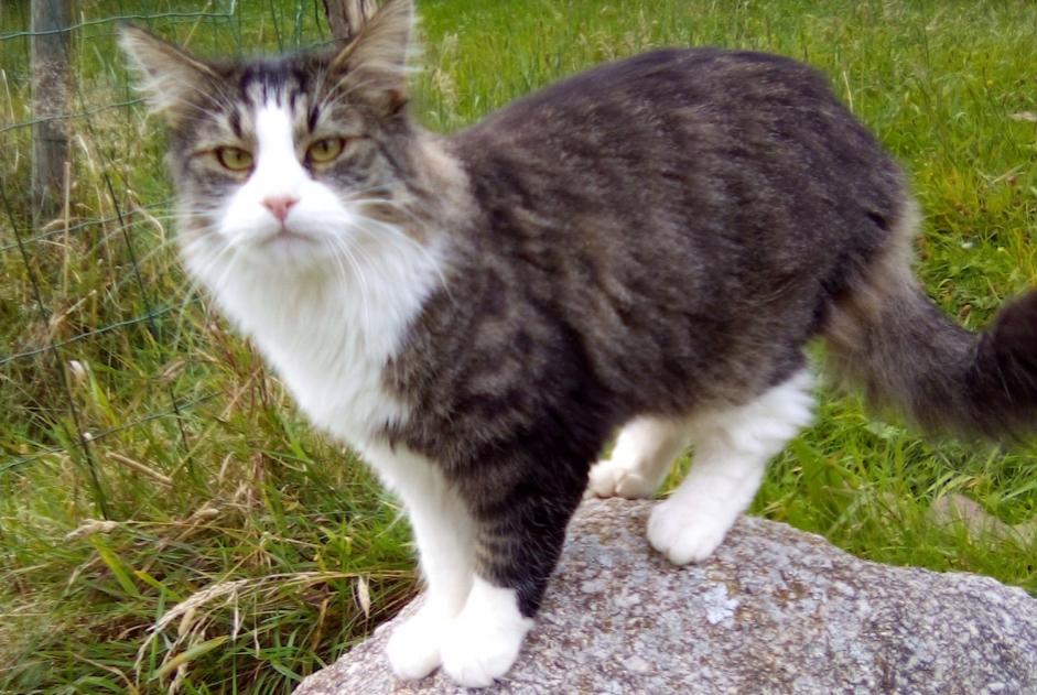 Alerte Disparition Chat croisement  Mâle , 5 ans La Bresse France