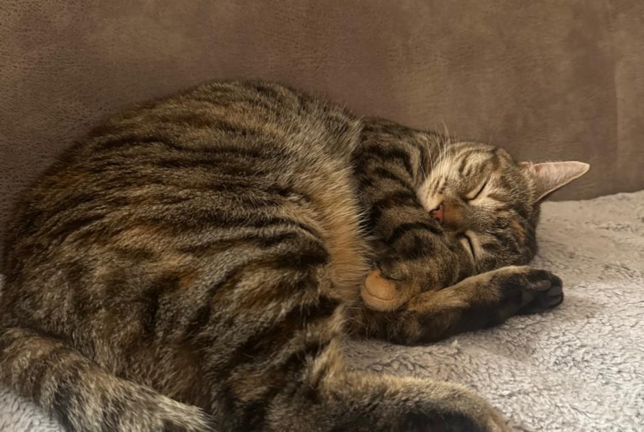 Avviso scomparsa Gatto Femmina , 3 anni Saint-Dié-des-Vosges Francia Avviso scomparsa Gatto Femmina , 3 anni Saint-Dié-des-Vosges Francia