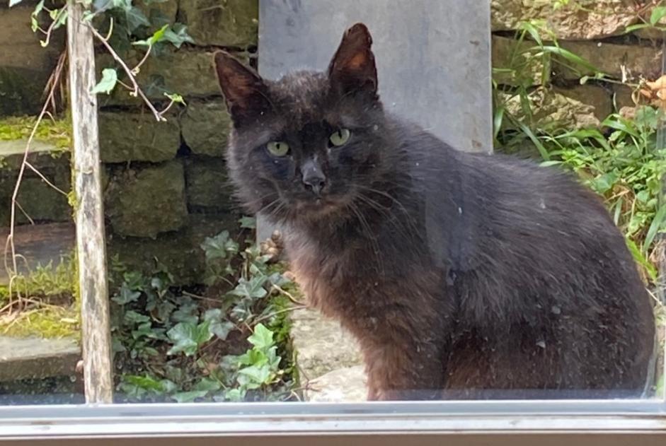 Alerta descoberta Gato Macho Hagnéville-et-Roncourt France Alerta descoberta Gato Macho Hagnéville-et-Roncourt France